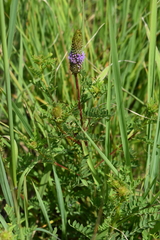 Dalea foliosa