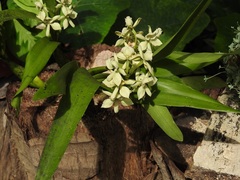 Prosthechea radiata