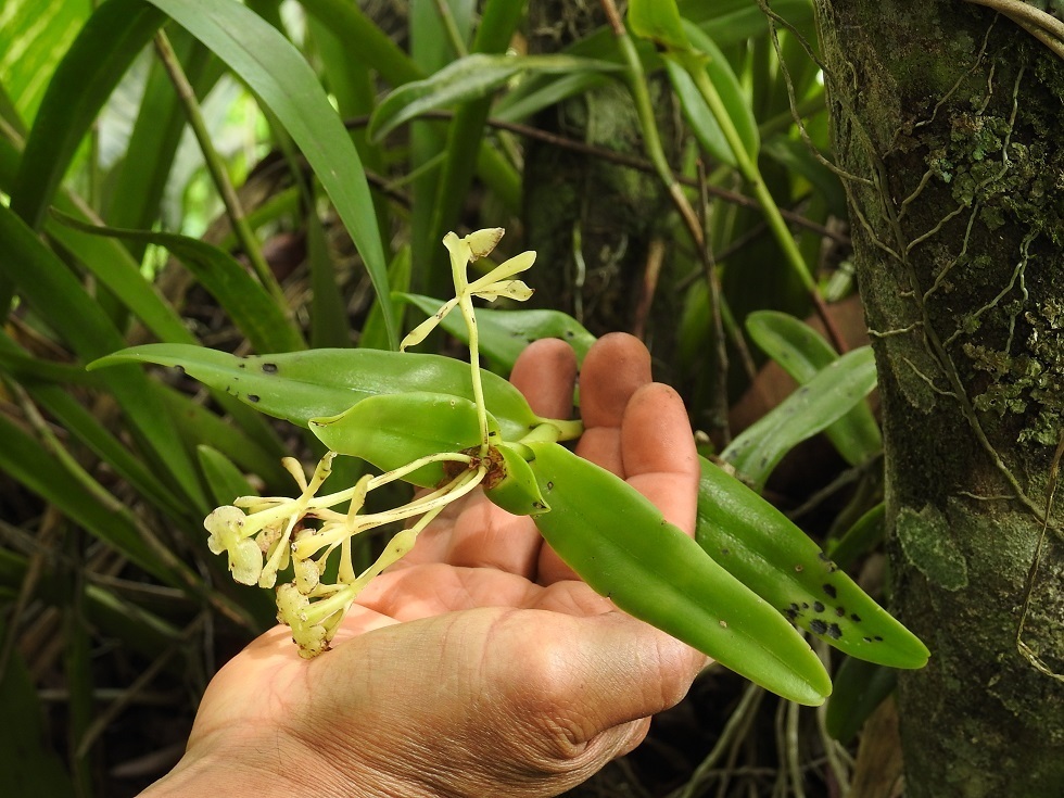 Epidendrum citrosmum