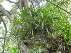 Oncidium sphacelatum