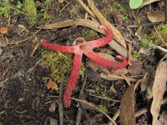Clathrus archeri