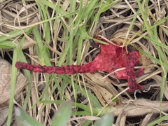 Clathrus archeri