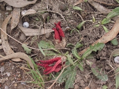 Clathrus archeri