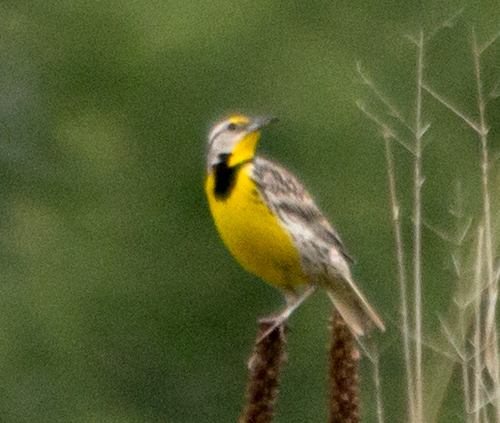 photo of Eastern Meadowlark (Sturnella magna)