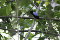 Chiroxiphia linearis