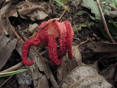 Clathrus archeri