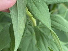 Calycomyza solidaginis