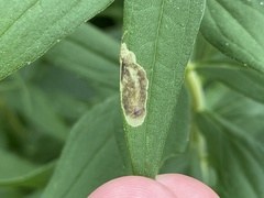 Calycomyza solidaginis