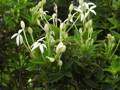 Bouvardia longiflora