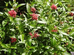 Crusea coccinea
