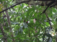 Oreothlypis gutturalis