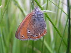 Coenonympha leander