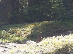 Canachites canadensis