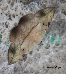 Hypopyra capensis