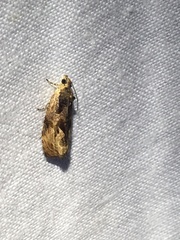 Olethreutes nigranum