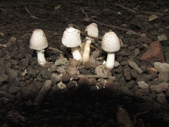 Leucoagaricus meleagris
