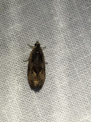 Olethreutes nigranum