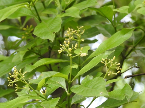 Hairy wild coffee