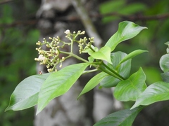 Palicourea pubescens