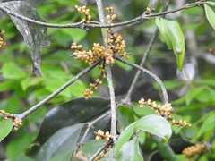 Phoradendron aurantiacum