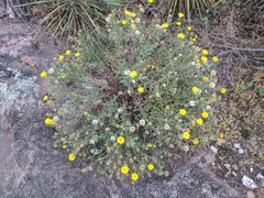 Heterotheca stenophylla