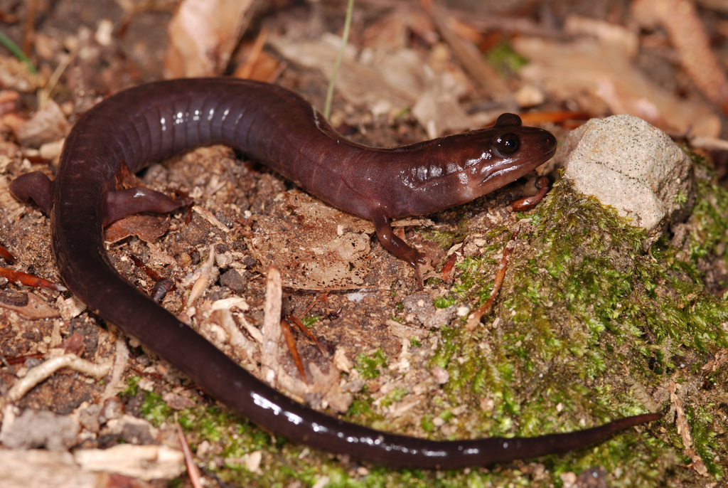 Red Hills Salamander