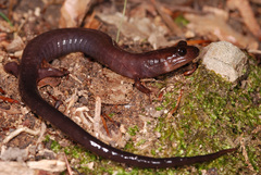 Phaeognathus hubrichti