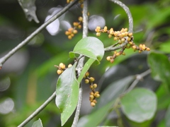 Phoradendron aurantiacum