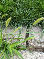 Setaria