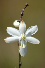 Anthericum