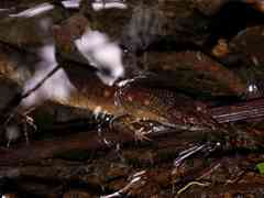 Neusticurus rudis
