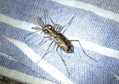 Ellipsoptera sperata