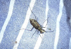 Ellipsoptera sperata