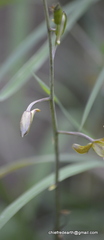 Eulophia epidendraea