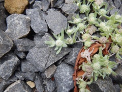 Psilocarphus elatior