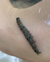 Phyllodesma americana