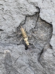 Petrobius brevistylis