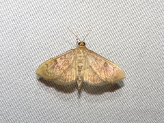 Psara obscuralis