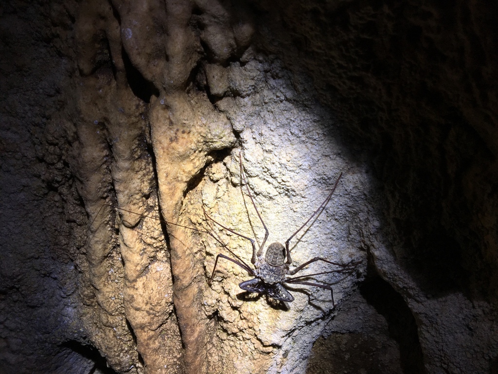 Phrynus longipes