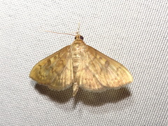 Psara obscuralis