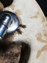 Insecta