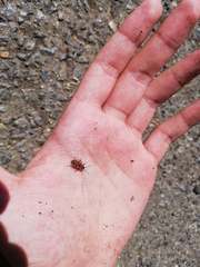 Pyrrhocoris apterus