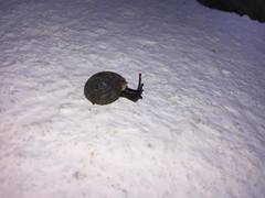 Mollusca