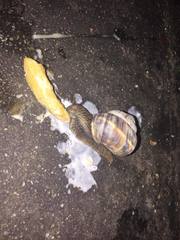Helix lucorum
