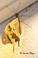 Papilio dardanus cenea