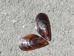 Mollusca