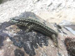 Podarcis muralis