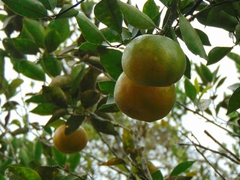 Citrus deliciosa