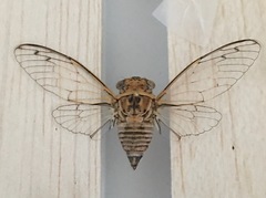 Diceroprocta texana