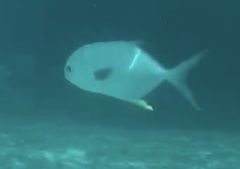 Trachinotus blochii